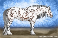 Horse Color:Bay Leopard 