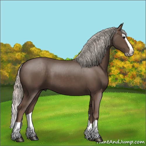 Horse Color:Silver Black Splash
