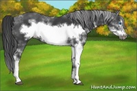 Horse Color:Smoky Black Sabino Frame