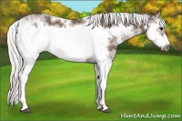 Horse Color:Silver Black Sabino Frame 