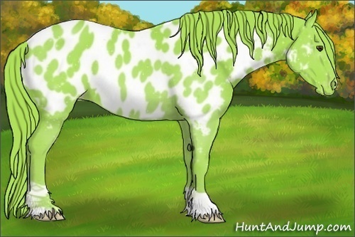 Horse Color:Watercolor Liver Chestnut Appaloosa 