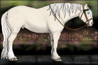 Horse Color:Cremello 