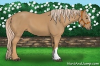 Horse Color:Palomino 