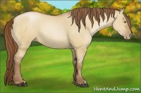 Horse Color:Bay Pearl Dun 