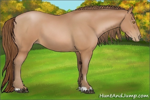 Horse Color:Bay Pearl