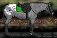 Horse Color:Blue Roan Appaloosa