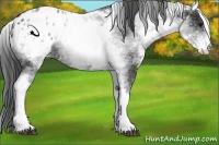 Horse Color:White Spotted Black Varnish