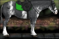 Horse Color:White Spotted Black Appaloosa 