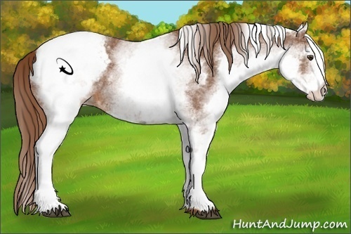 Horse Color:White Spotted Chestnut Appaloosa 