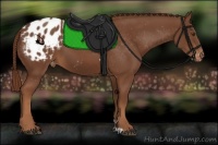 Horse Color:Chestnut Appaloosa 