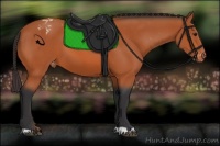 Horse Color:Bay Appaloosa 