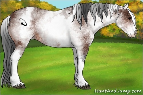 Horse Color:White Spotted Bay 
