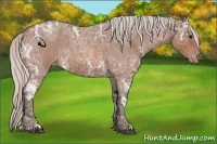Horse Color:Silver Bay Ice Roan Appaloosa 