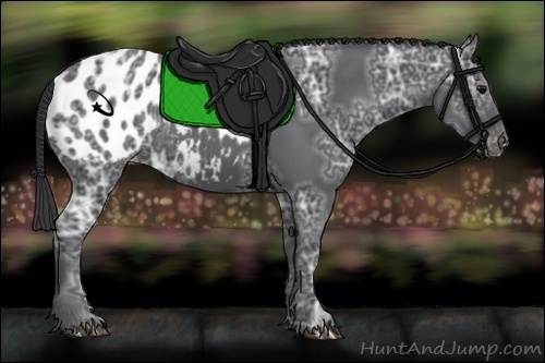 Horse Color:Black Ice Appaloosa 