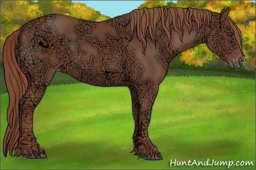 Horse Color:Chestnut Ice Appaloosa 