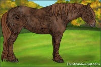 Horse Color:Chestnut Ice Appaloosa 