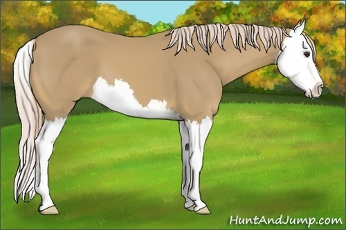Horse Color:Palomino Splash 
