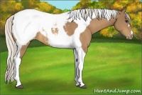 Horse Color:Silver Buckskin Tobiano Varnish