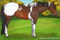 Horse Color:Bay Tobiano Appaloosa 