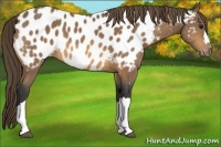 Horse Color:Buckskin Appaloosa 