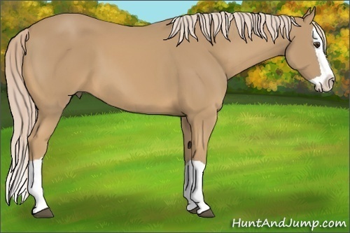 Horse Color:Palomino Splash