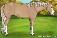 Horse Color:Palomino Splash 