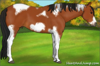 Horse Color:Gray Buckskin Tobiano Frame 