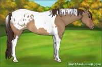 Horse Color:Bay Dun Tobiano Appaloosa 