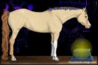 Horse Color:Red Dun Appaloosa 