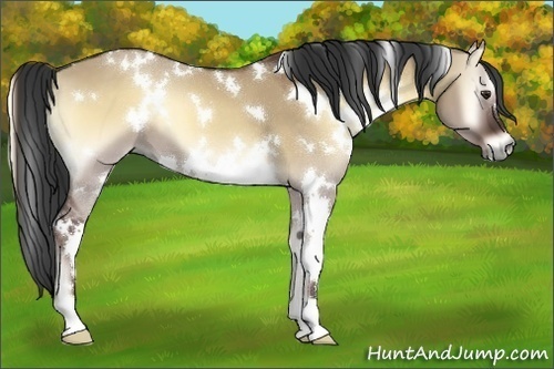 Horse Color:White Spotted Liver Red Dun Onyx 