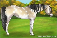 Horse Color:White Spotted Liver Red Dun Onyx 