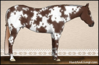 Horse Color:Gray White Spotted Chestnut 