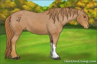 Horse Color:Chestnut Appaloosa 