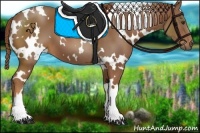 Horse Color:White Spotted Chestnut 