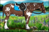 Horse Color:White Spotted Chestnut 