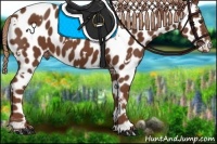 Horse Color:White Spotted Chestnut Appaloosa 