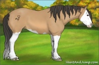 Horse Color:Buckskin Splash 
