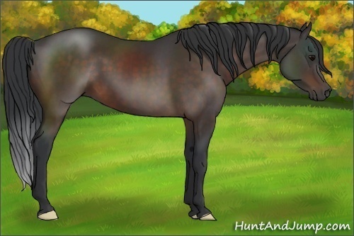 Horse Color:Brown 