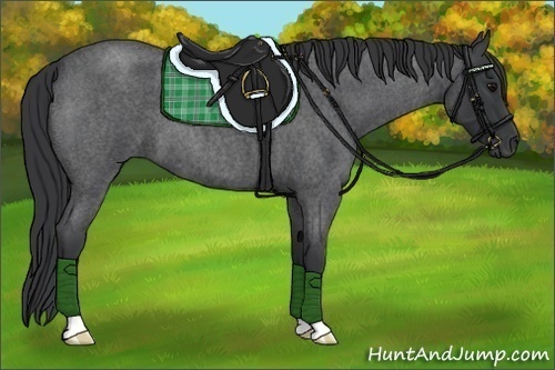 Horse Color:Blue Roan