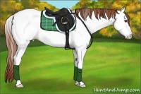 Horse Color:Chestnut Appaloosa 