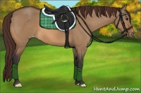 Horse Color:Bay Dun Varnish 