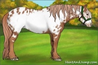 Horse Color:Chestnut Frame Appaloosa 