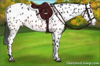 Horse Color:Brown Appaloosa 