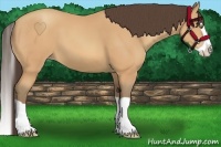 Horse Color:Amber Champagne Splash 