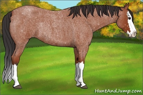 Horse Color:Bay Roan Sabino Splash Rabicano 