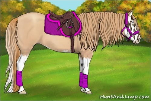 Horse Color:Gold Champagne Roan Splash 