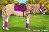 Horse Color:Gold Champagne Roan Splash 