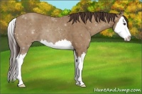 Horse Color:Classic Champagne Splash 