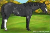 Horse Color:Black 