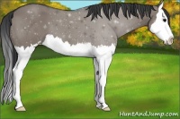 Horse Color:Grullo Sabino Splash 